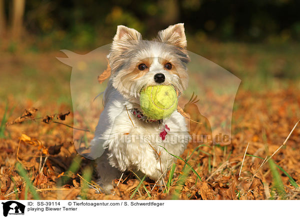 spielender Biewer Terrier / playing Biewer Terrier / SS-39114