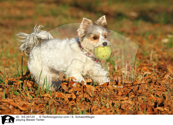 spielender Biewer Terrier / playing Biewer Terrier / SS-39120