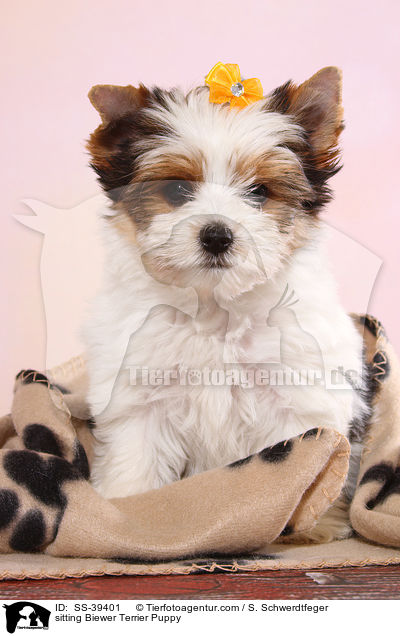 sitzender Biewer Terrier Welpe / sitting Biewer Terrier Puppy / SS-39401