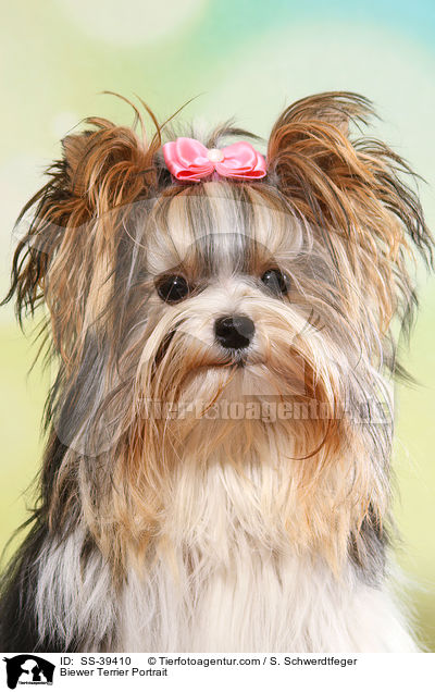 Biewer Terrier Portrait / Biewer Terrier Portrait / SS-39410