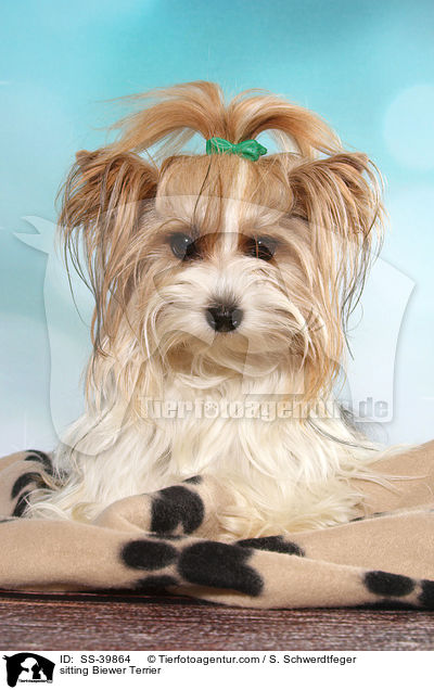 sitzender Biewer Terrier / sitting Biewer Terrier / SS-39864