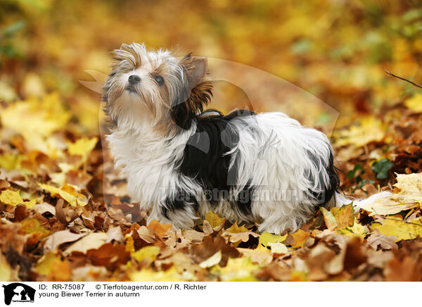 young Biewer Terrier in autumn / RR-75087