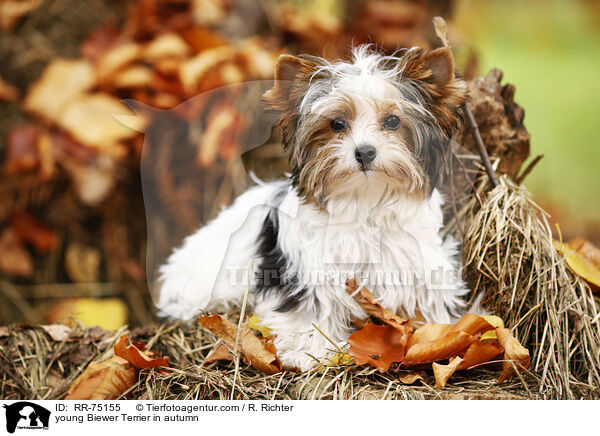young Biewer Terrier in autumn / RR-75155