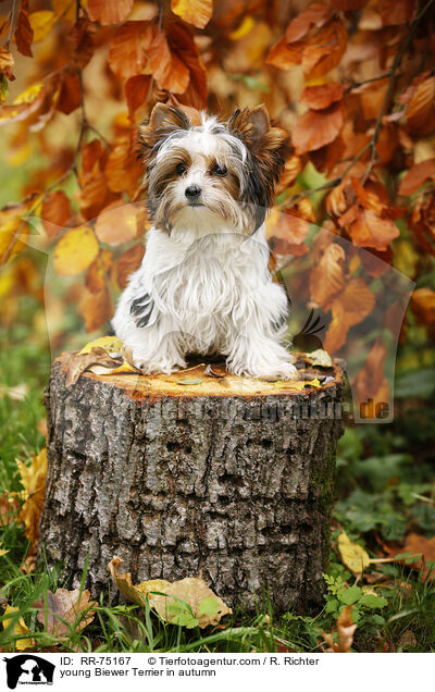young Biewer Terrier in autumn / RR-75167
