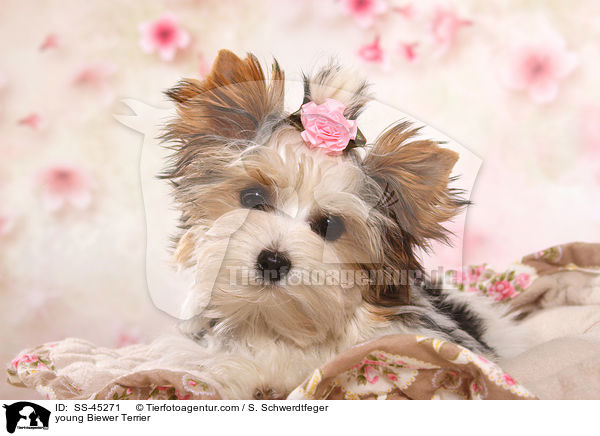 young Biewer Terrier / SS-45271