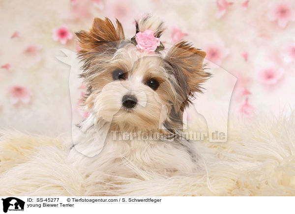 junger Biewer Terrier / young Biewer Terrier / SS-45277