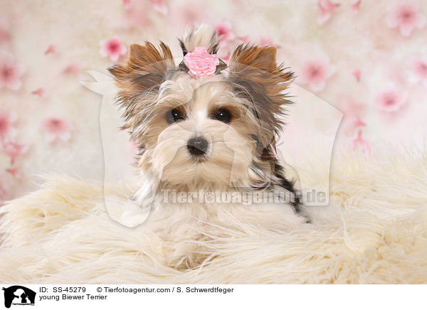 junger Biewer Terrier / young Biewer Terrier / SS-45279