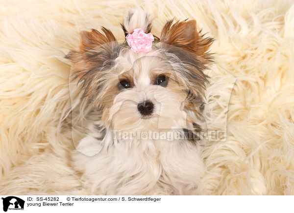 young Biewer Terrier / SS-45282