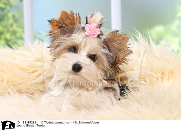 young Biewer Terrier / SS-45283