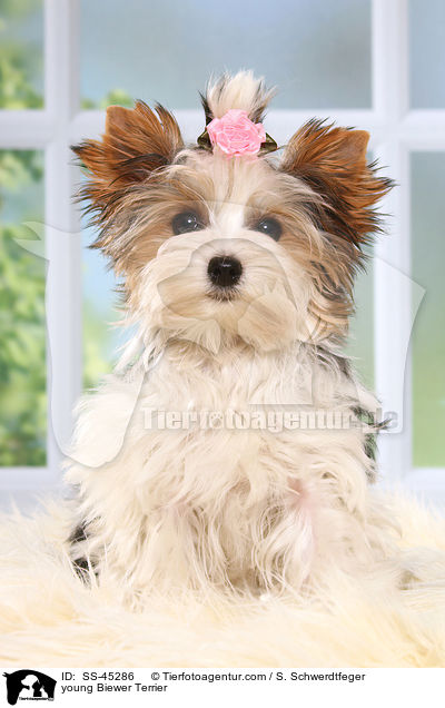 junger Biewer Terrier / young Biewer Terrier / SS-45286