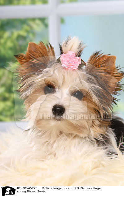 young Biewer Terrier / SS-45293