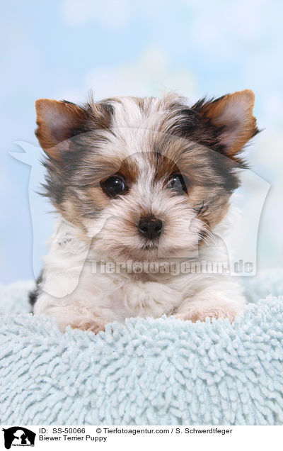 Biewer Terrier Welpe / Biewer Terrier Puppy / SS-50066