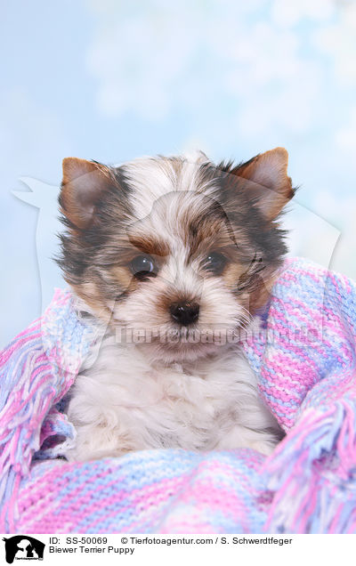 Biewer Terrier Welpe / Biewer Terrier Puppy / SS-50069