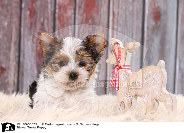 Biewer Terrier Welpe / Biewer Terrier Puppy / SS-50075