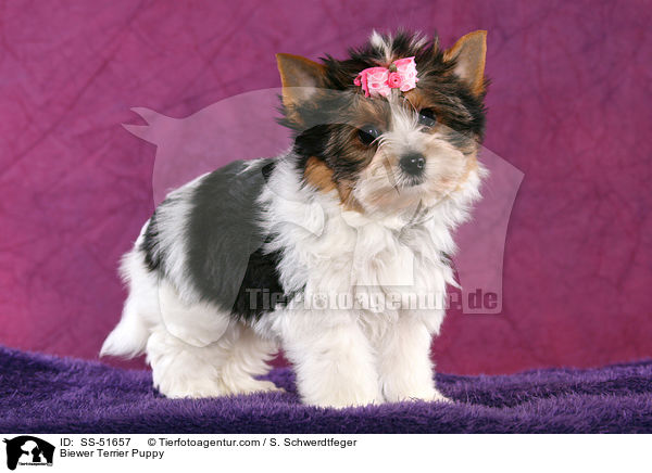 Biewer Terrier Puppy / SS-51657