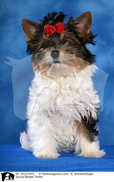 junger Biewer Terrier / young Biewer Terrier / SS-51672