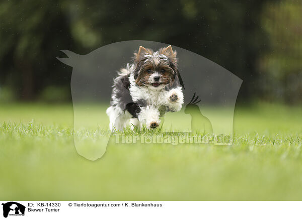 Biewer Terrier / Biewer Terrier / KB-14330