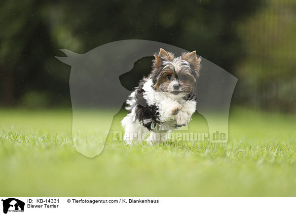 Biewer Terrier / Biewer Terrier / KB-14331