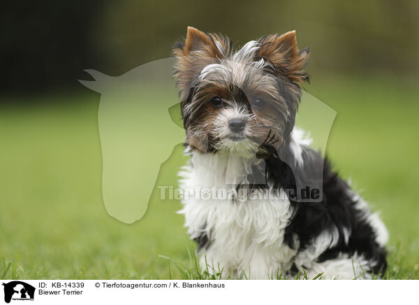 Biewer Terrier / Biewer Terrier / KB-14339