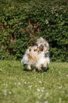 Biewer Terrier