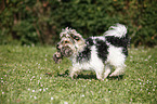 Biewer Yorkshire Terrier