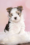 sitting Biewer Terrier Puppy