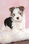 standing Biewer Terrier Puppy