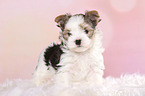 standing Biewer Terrier Puppy