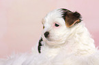 lying Biewer Terrier Puppy