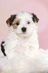 Biewer Terrier Puppy