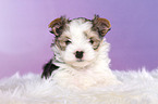 lying Biewer Terrier Puppy