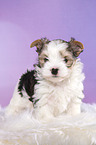 standing Biewer Terrier Puppy