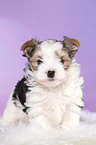 standing Biewer Terrier Puppy