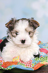 Biewer Terrier Puppy