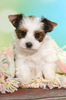 sitting Biewer Terrier Puppy