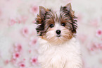 Biewer Terrier Puppy