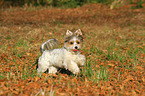 running Biewer Terrier