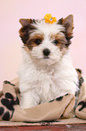 sitting Biewer Terrier Puppy