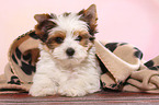 lying Biewer Terrier Puppy