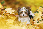 young Biewer Terrier in autumn