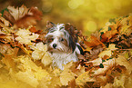 young Biewer Terrier in autumn