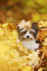 young Biewer Terrier in autumn