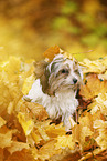 young Biewer Terrier in autumn