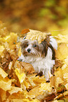 young Biewer Terrier in autumn