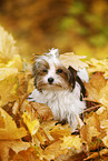 young Biewer Terrier in autumn