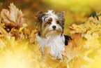 young Biewer Terrier in autumn