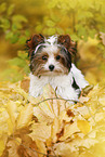 young Biewer Terrier in autumn