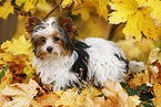 young Biewer Terrier in autumn