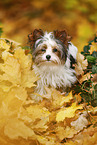 young Biewer Terrier in autumn