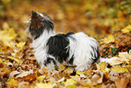 young Biewer Terrier in autumn